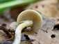Tavaszi rétgomba (Agrocybe praecox), Pilis